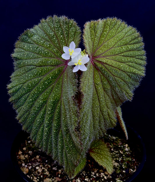 Begonia sp. Kalimantan