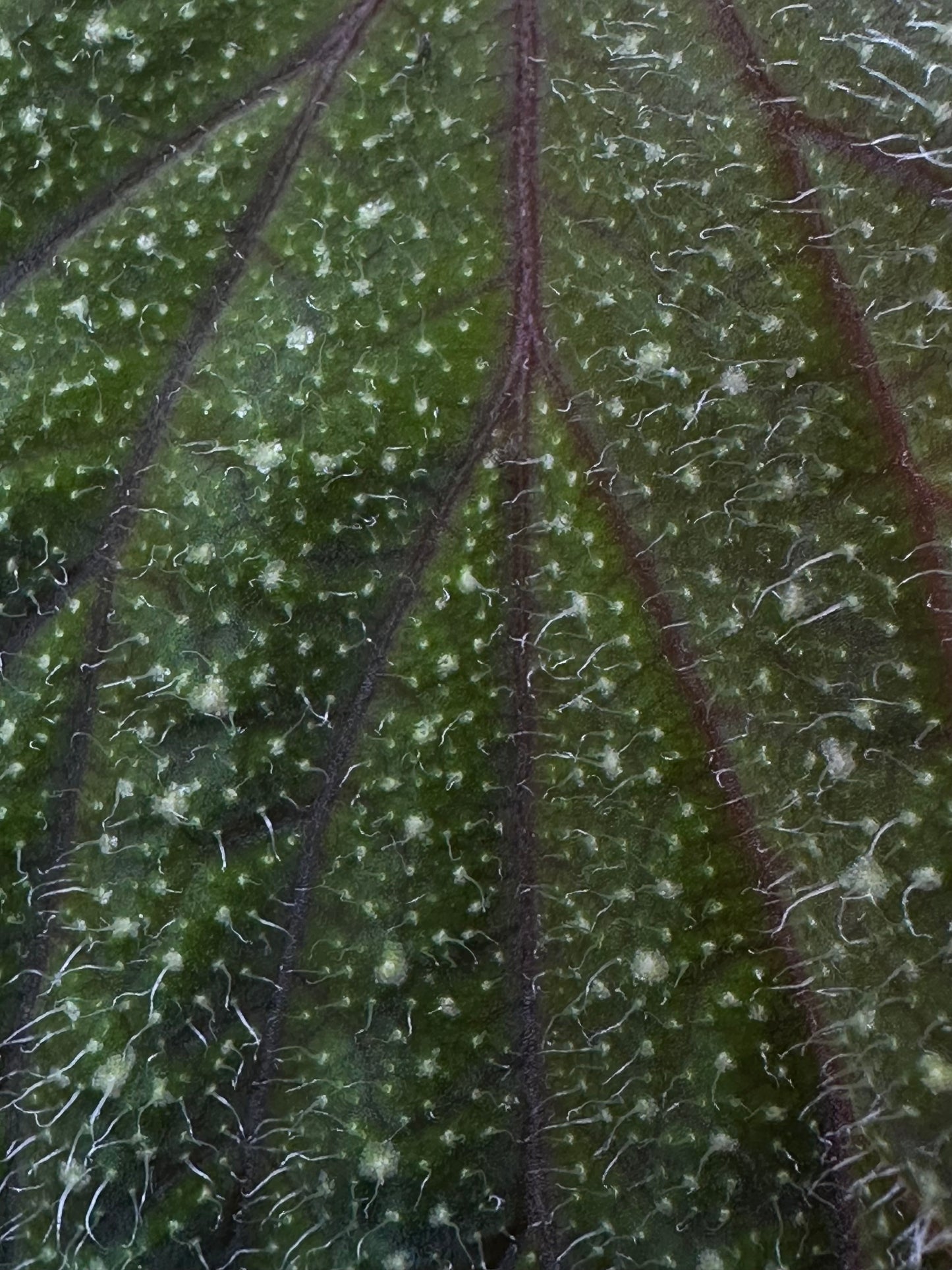 Begonia sp. Kalimantan