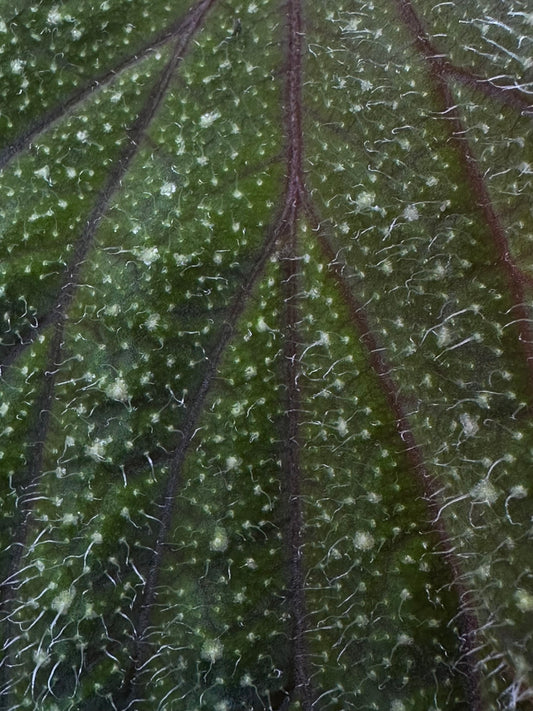 Begonia sp. Kalimantan
