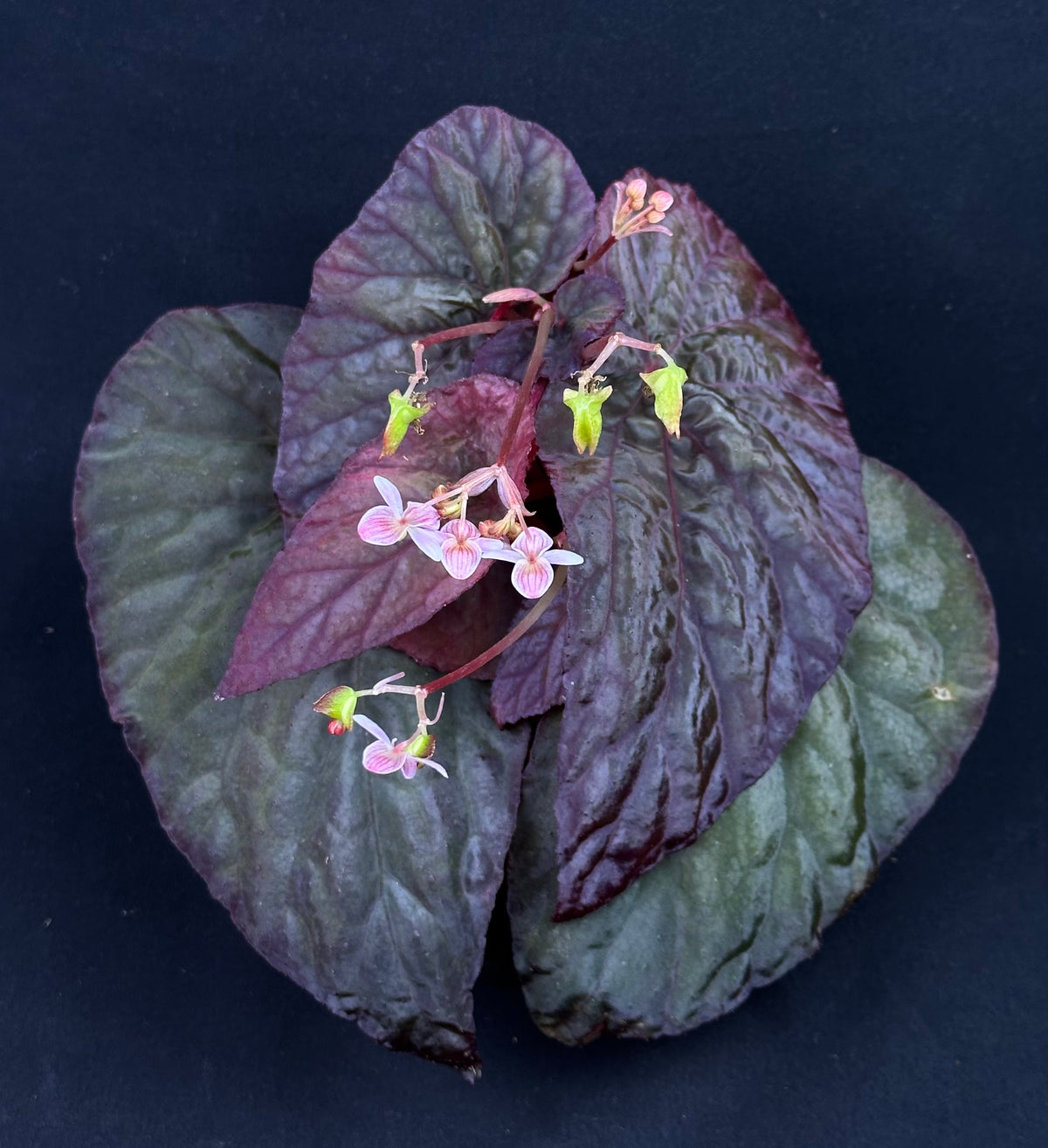 Begonia sp “Tuberous Blue” (spotless form)