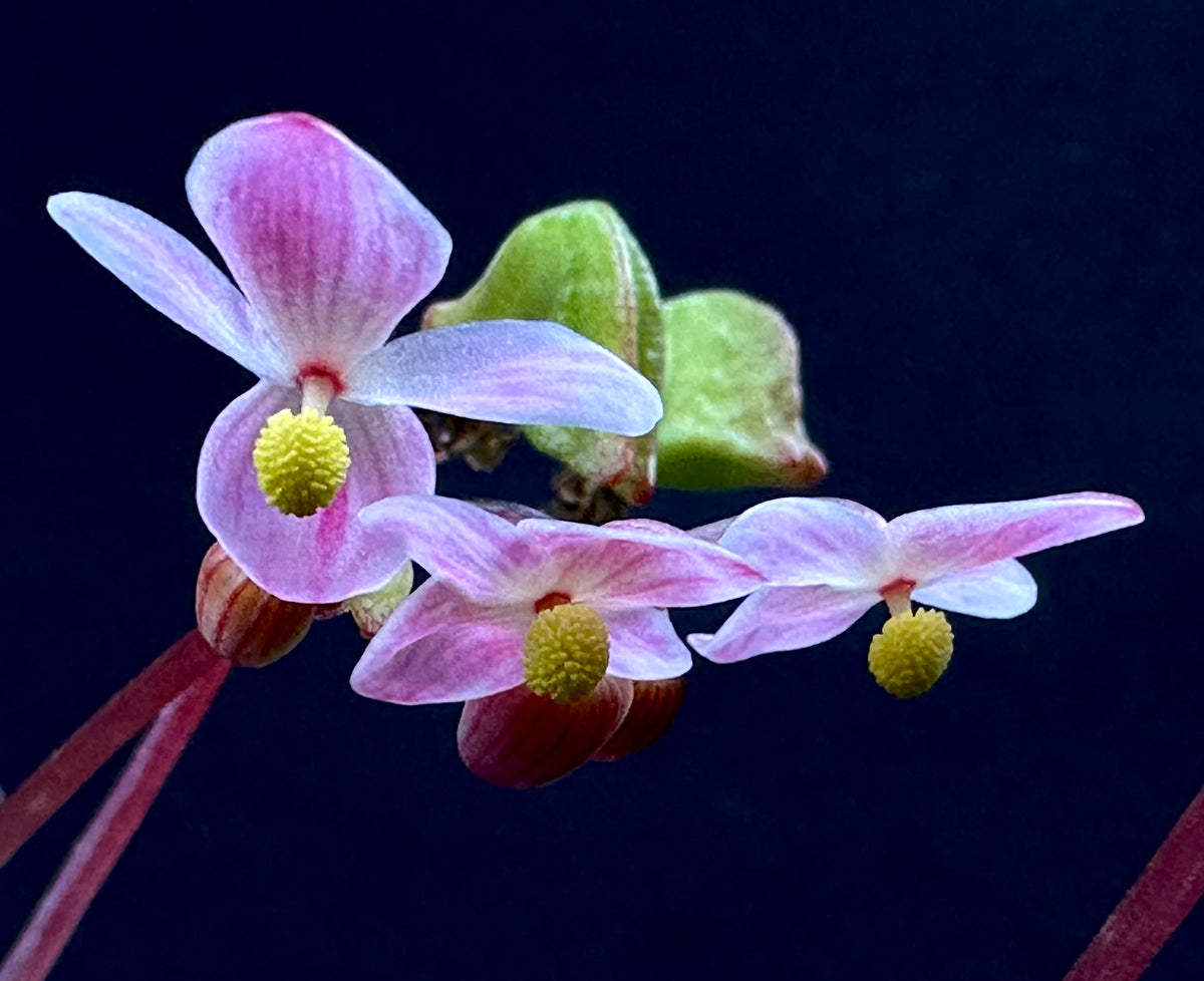Begonia sp “Tuberous Blue” (spotless form)