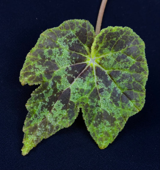 SEEDS Begonia muliensis