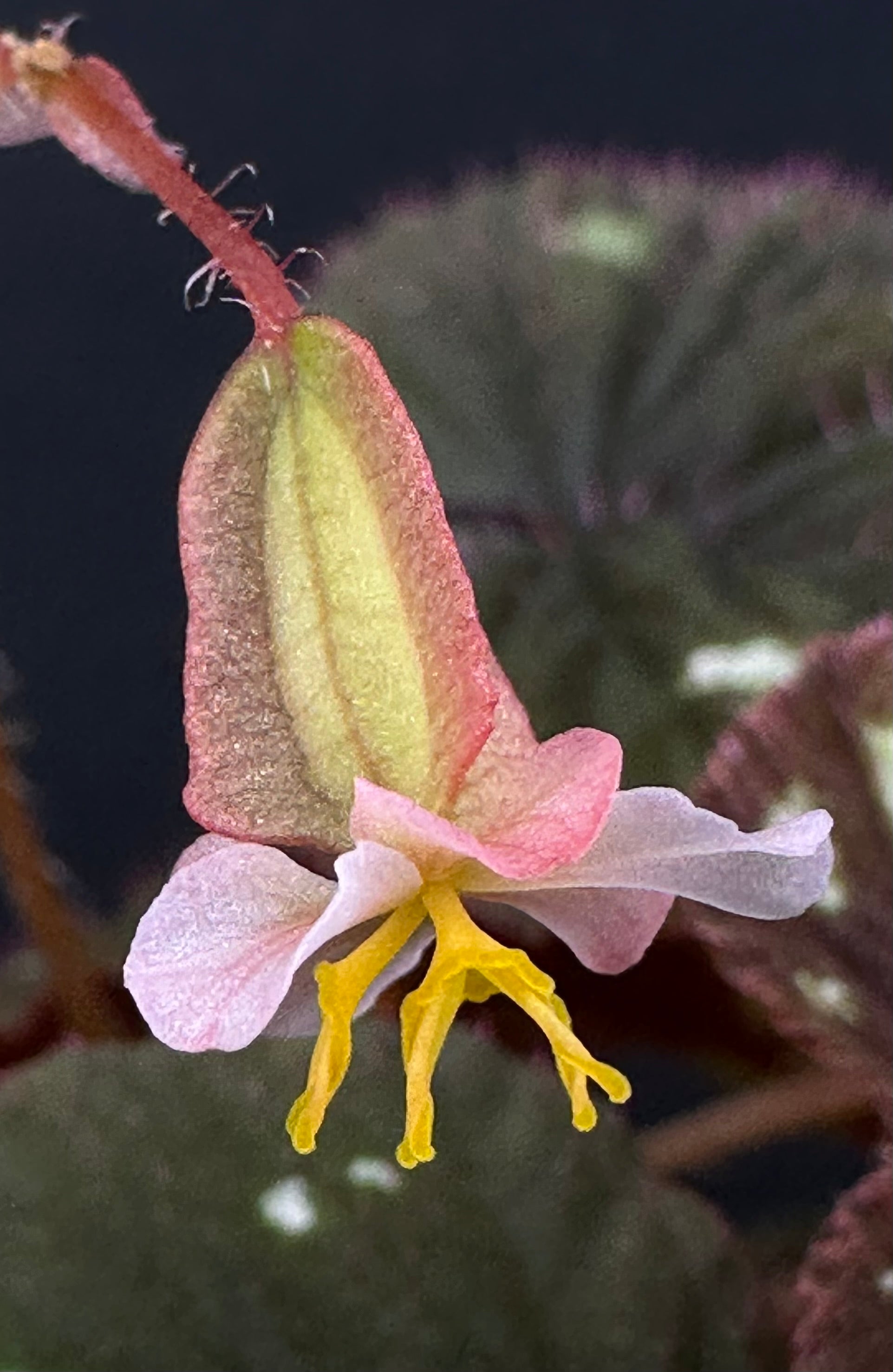 Begonia lugonis – Begonian Express