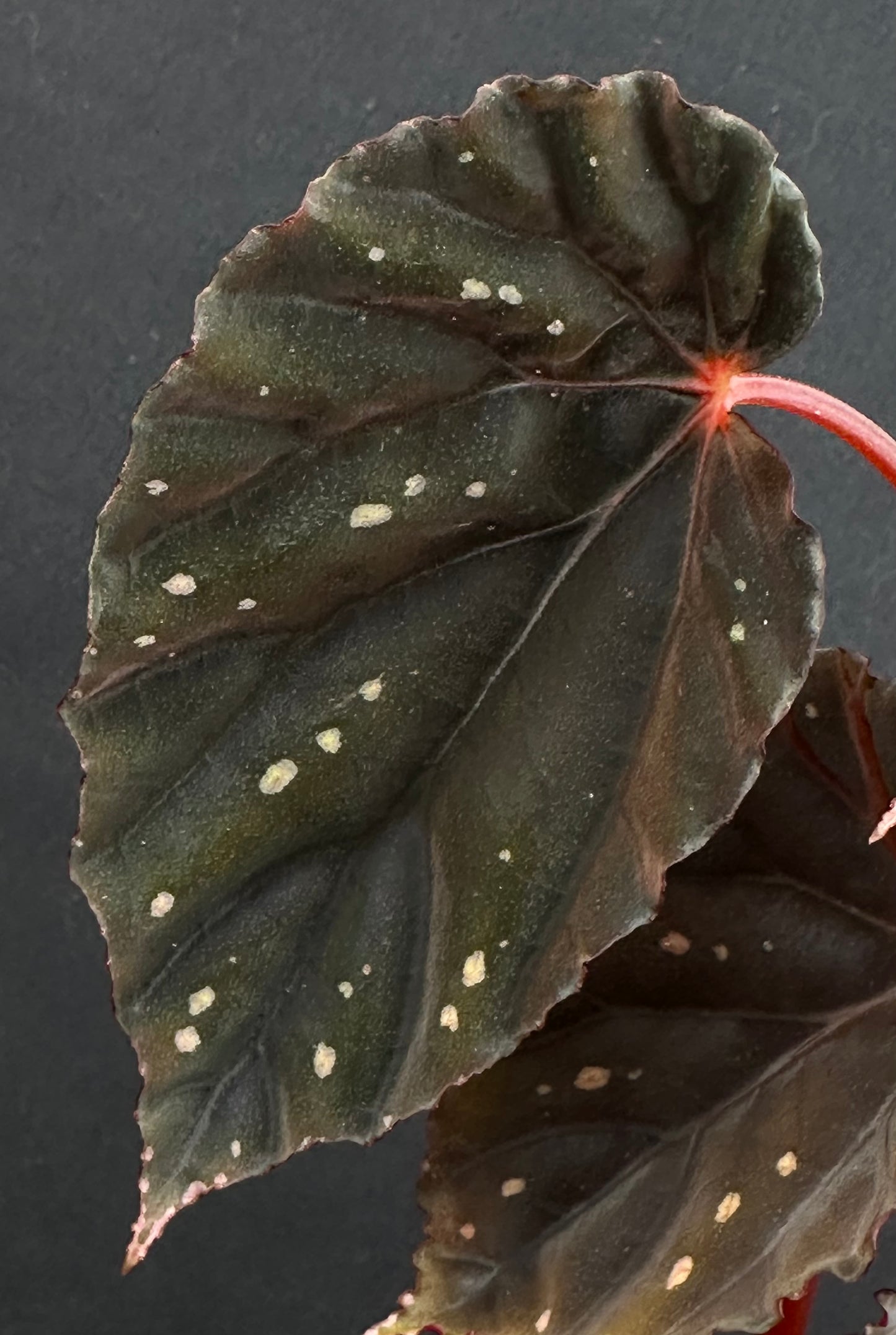 SEEDS Begonia erythrogyna RESTOCK