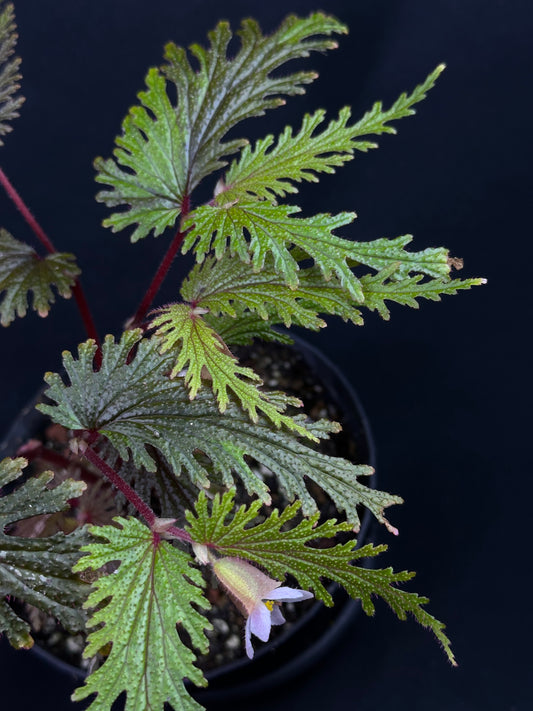 SEEDS Begonia incisa