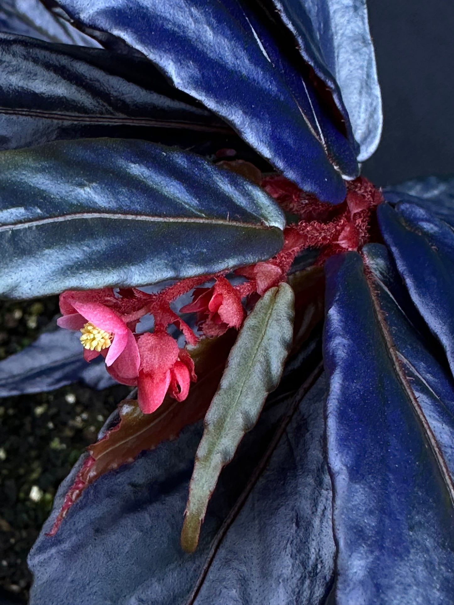 SEEDS Begonia sp. “Ferny”