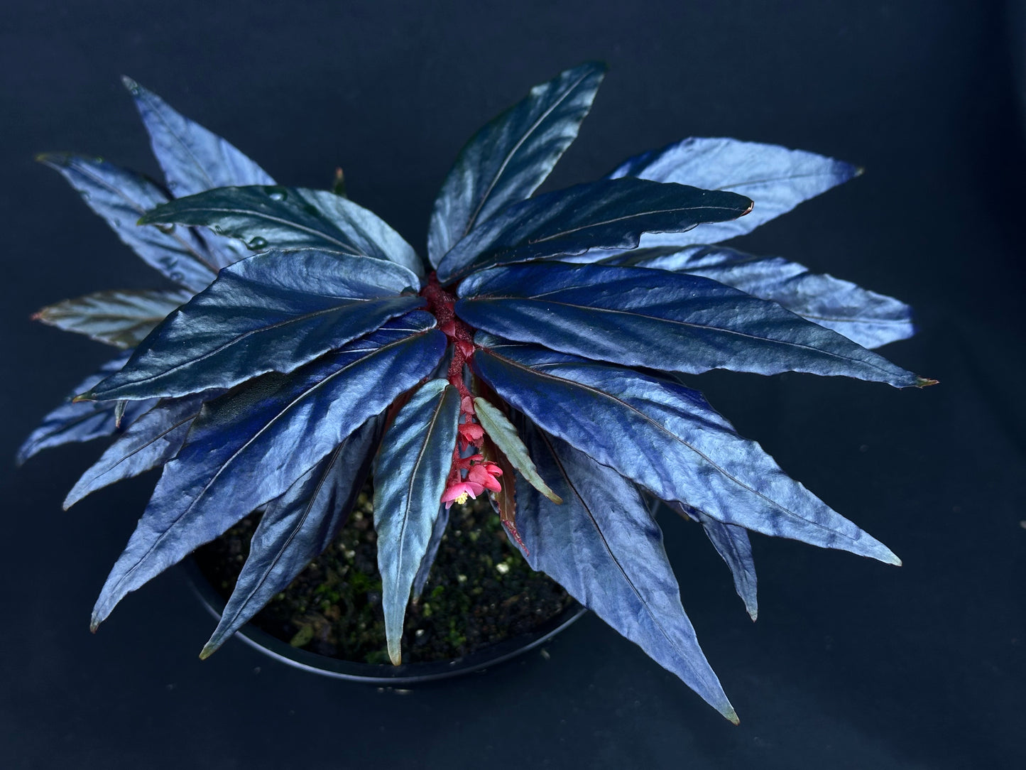 SEEDS Begonia sp. “Ferny”
