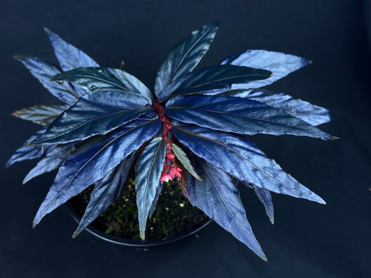 SEEDS Begonia sp. “Ferny”