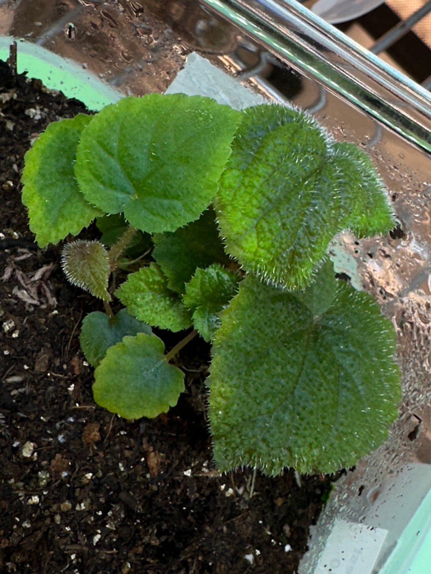 SEEDS Begonia zonata (AKA sp Vietnam Green/Brown)