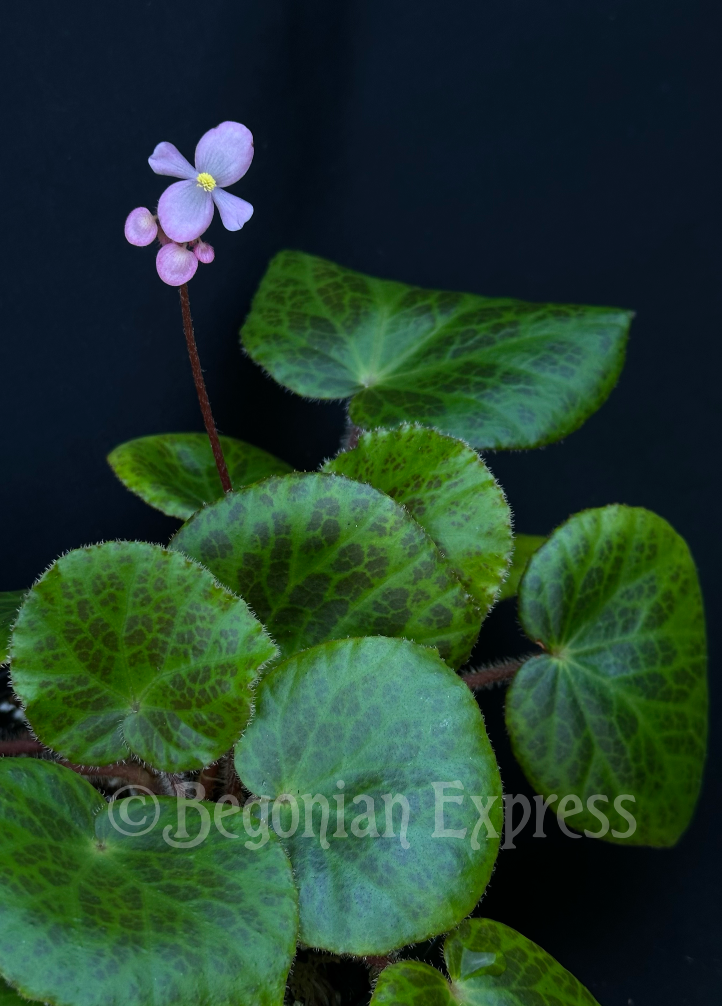 SEEDS Begonia suborbiculata