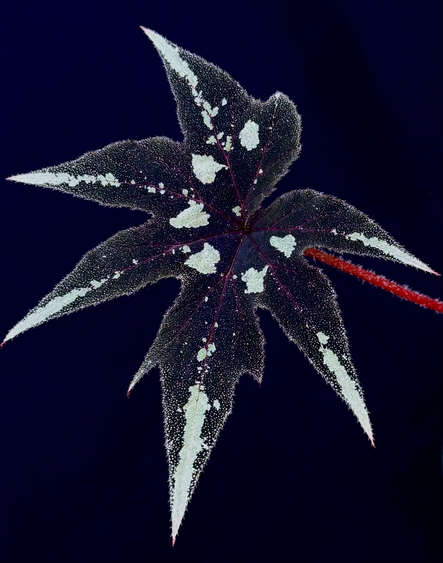 SEEDS Begonia ludwigii (spotted form)