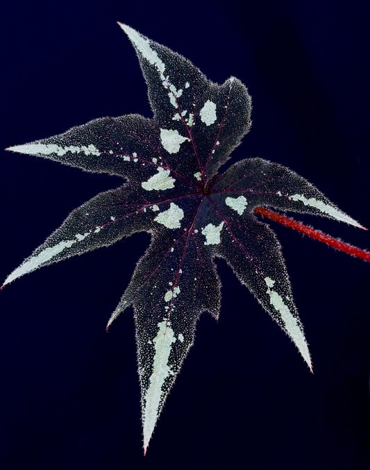 SEEDS Begonia ludwigii (spotted form)