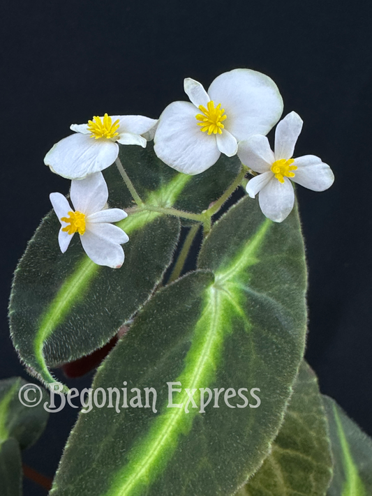 Begonia listada