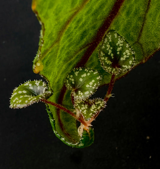 Begonia elisabethea Spotted form
