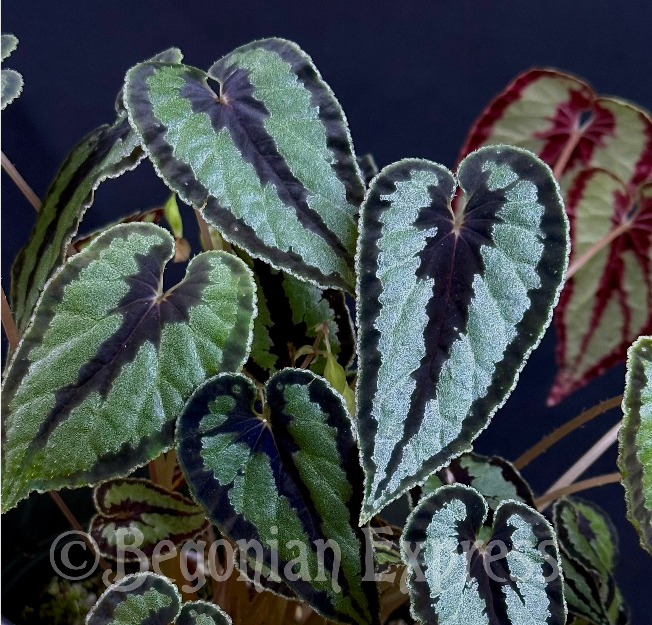 Begonia dinhdui – Begonian Express