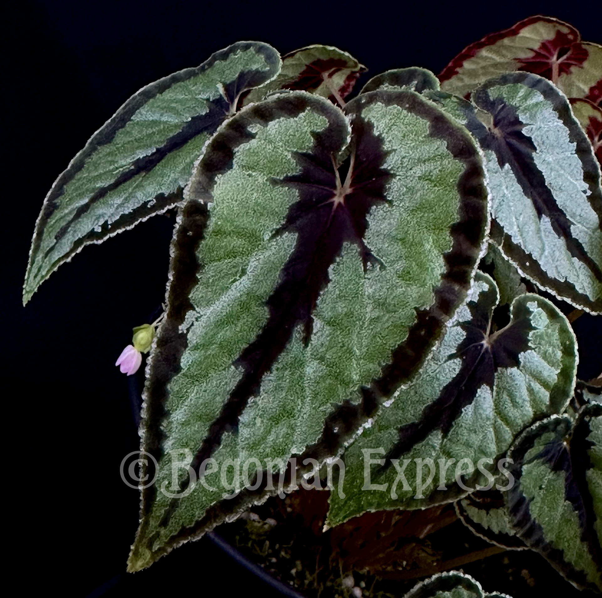 SEEDS Begonia dinhdui RESTOCK – Begonian Express