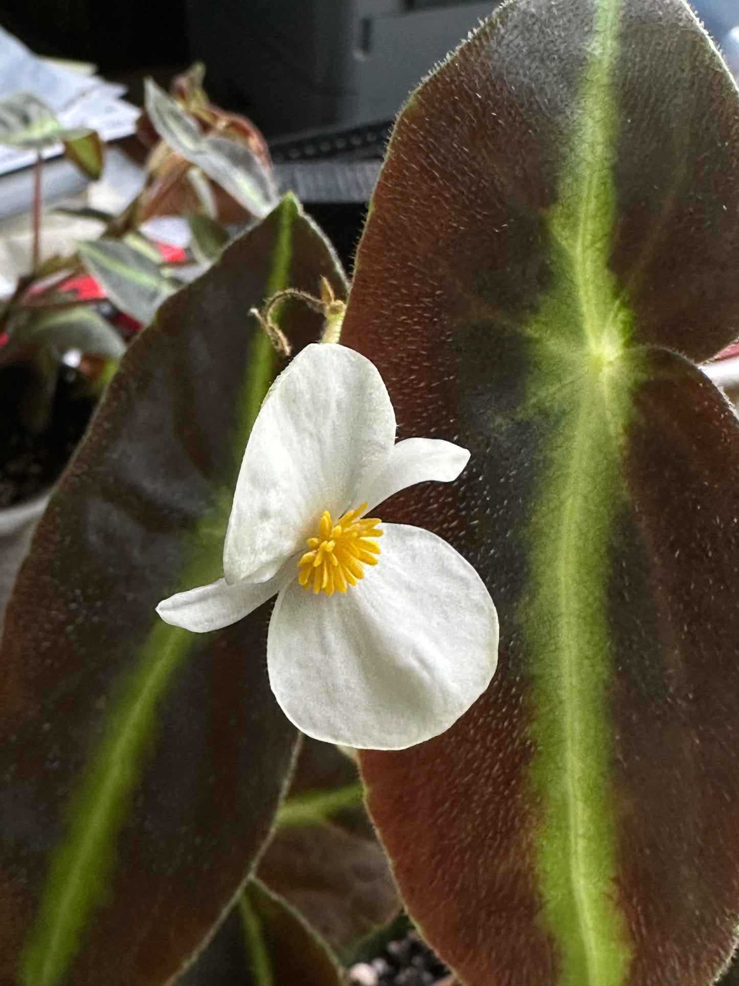 Begonia listada