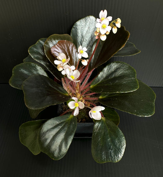 SEEDS Begonia blancii Dark