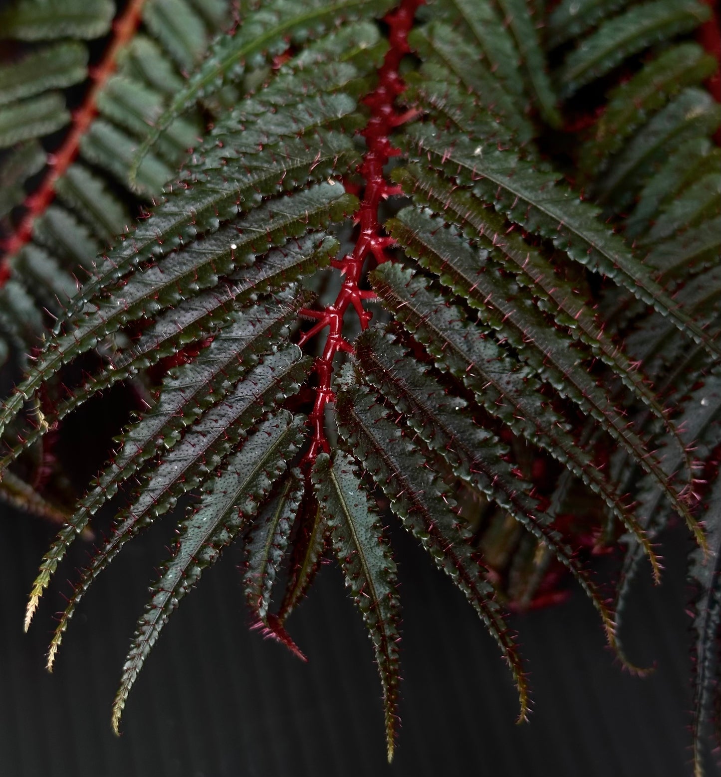 SEEDS Begonia pteridiformis