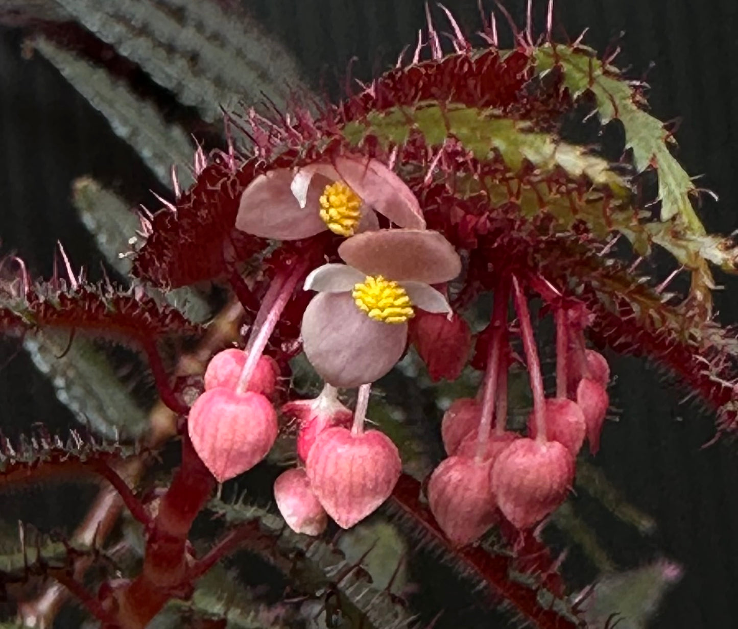 SEEDS Begonia pteridiformis