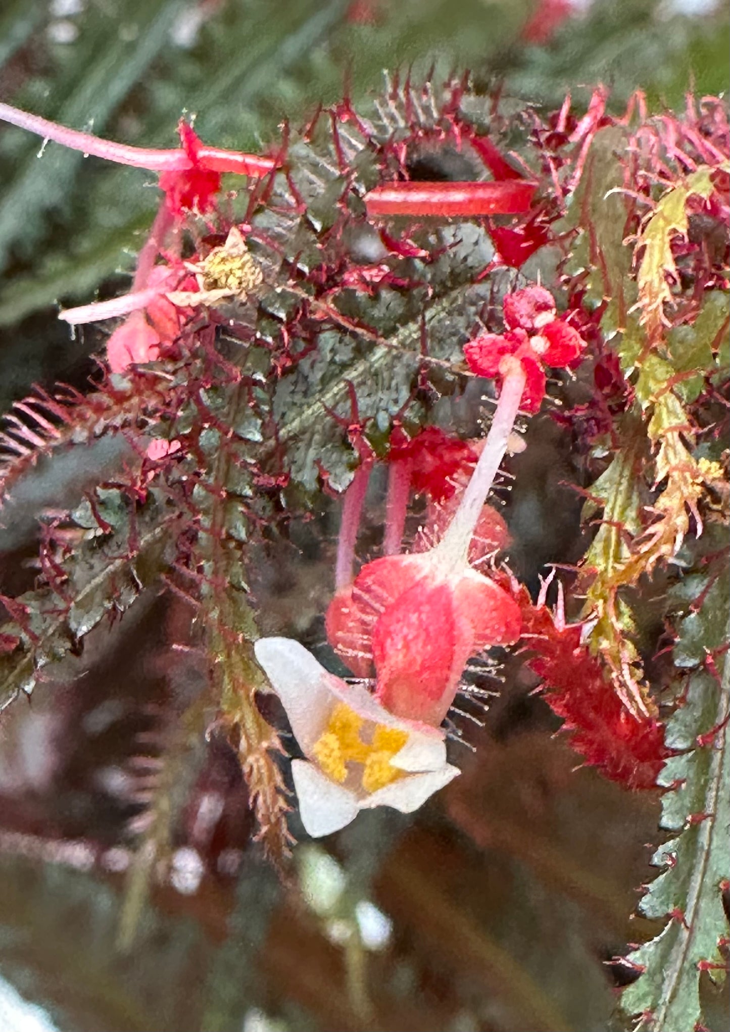 SEEDS Begonia pteridiformis