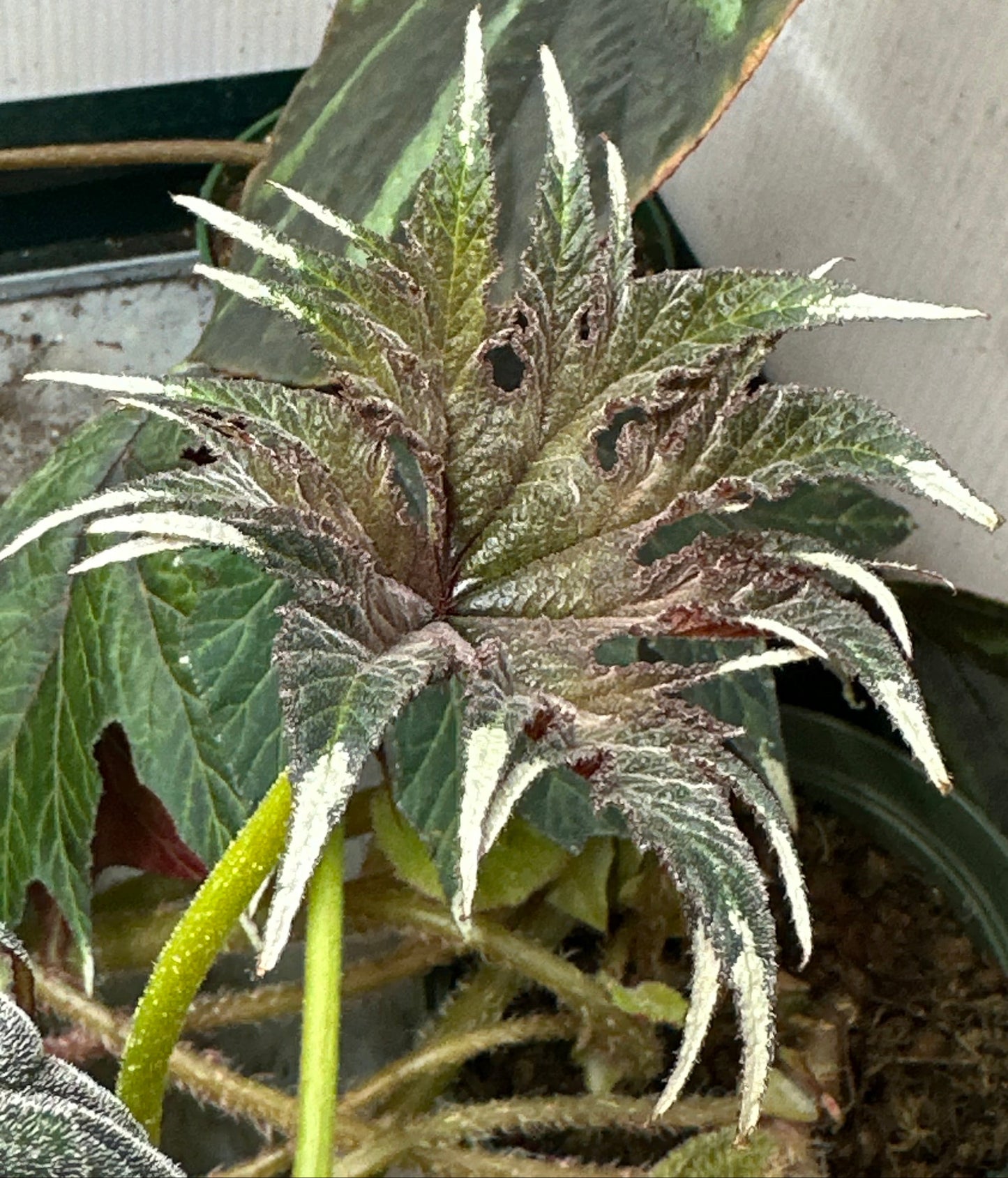 SEEDS Begonia ludwigii (spotted form)