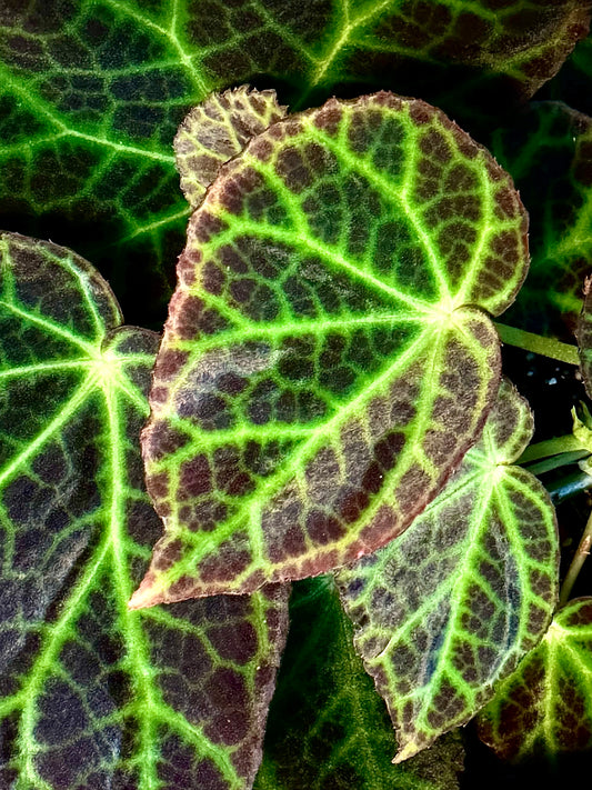SEEDS Begonia sp Borneo