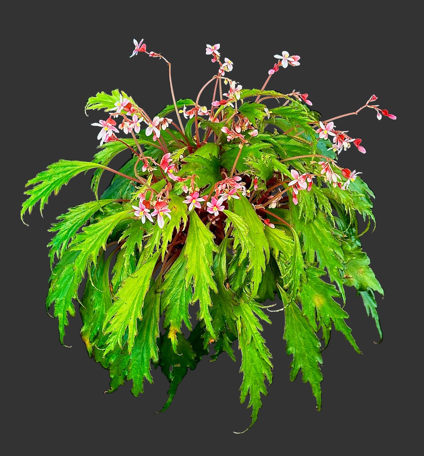 Begonia nosymangabensis