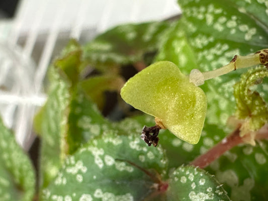 Begonia elisabethea Spotted form