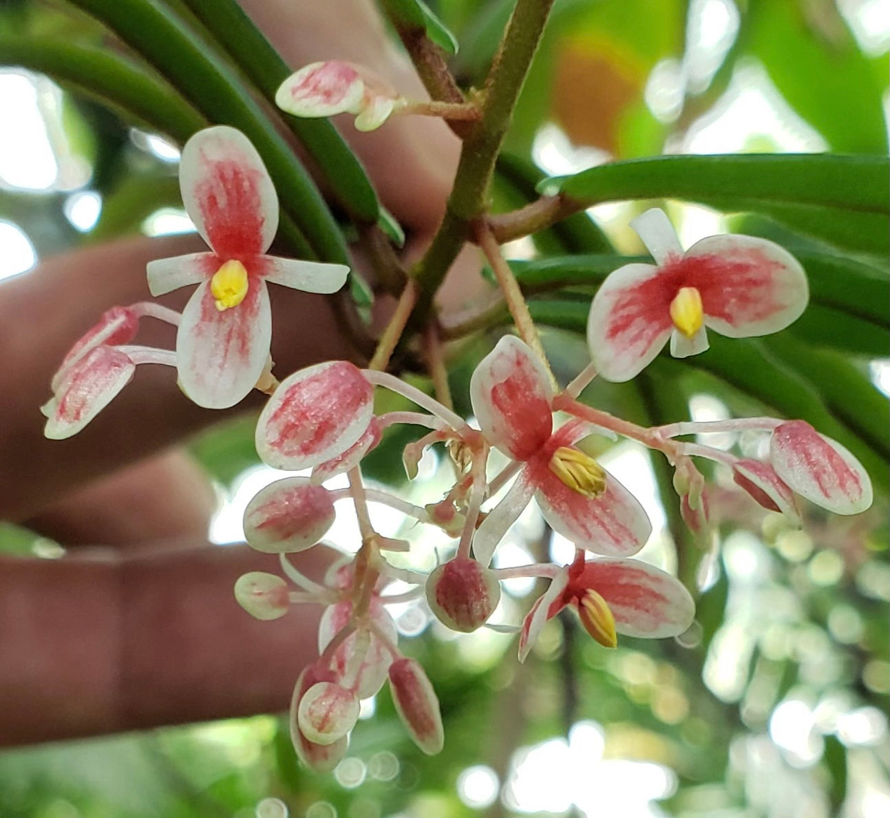 SEEDS Begonia komoensis