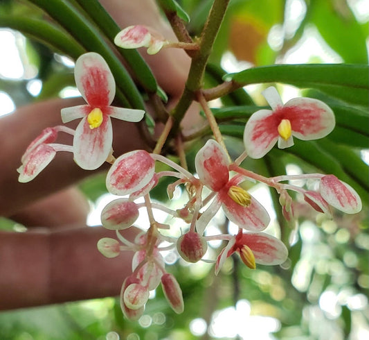 SEEDS Begonia komoensis