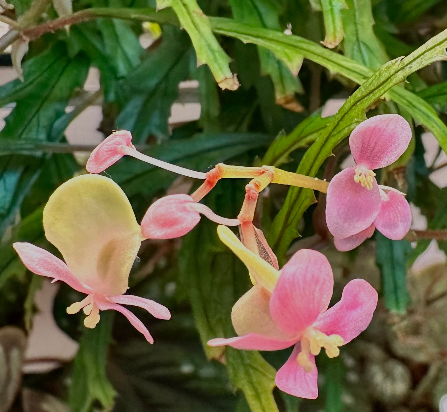 SEEDS Begonia henrilaportii