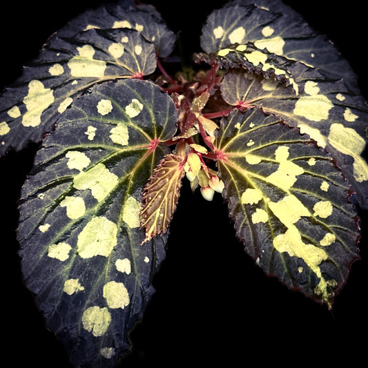 SEEDS Begonia mantuk
