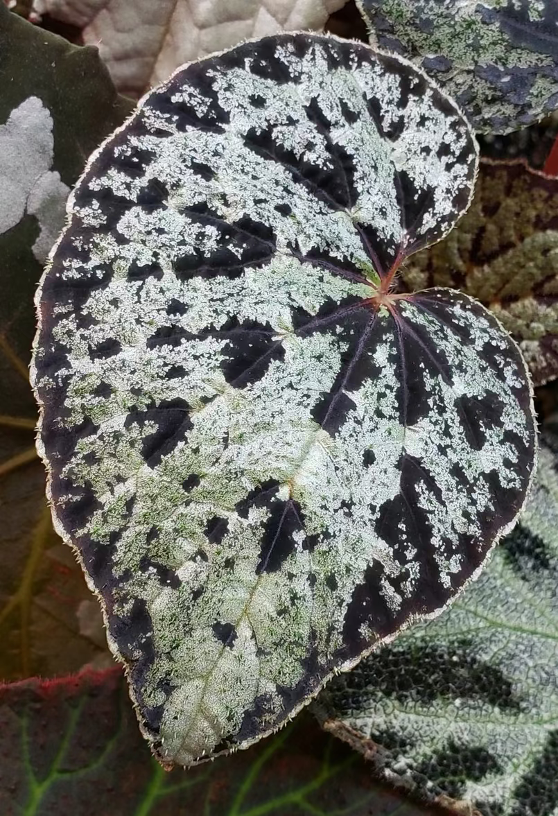 Begonia seeds for sale austrovietnamica