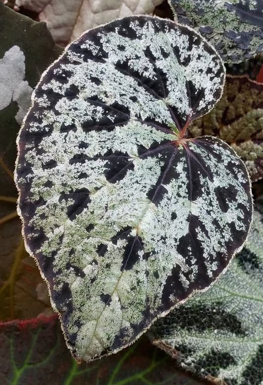 Begonia seeds for sale austrovietnamica