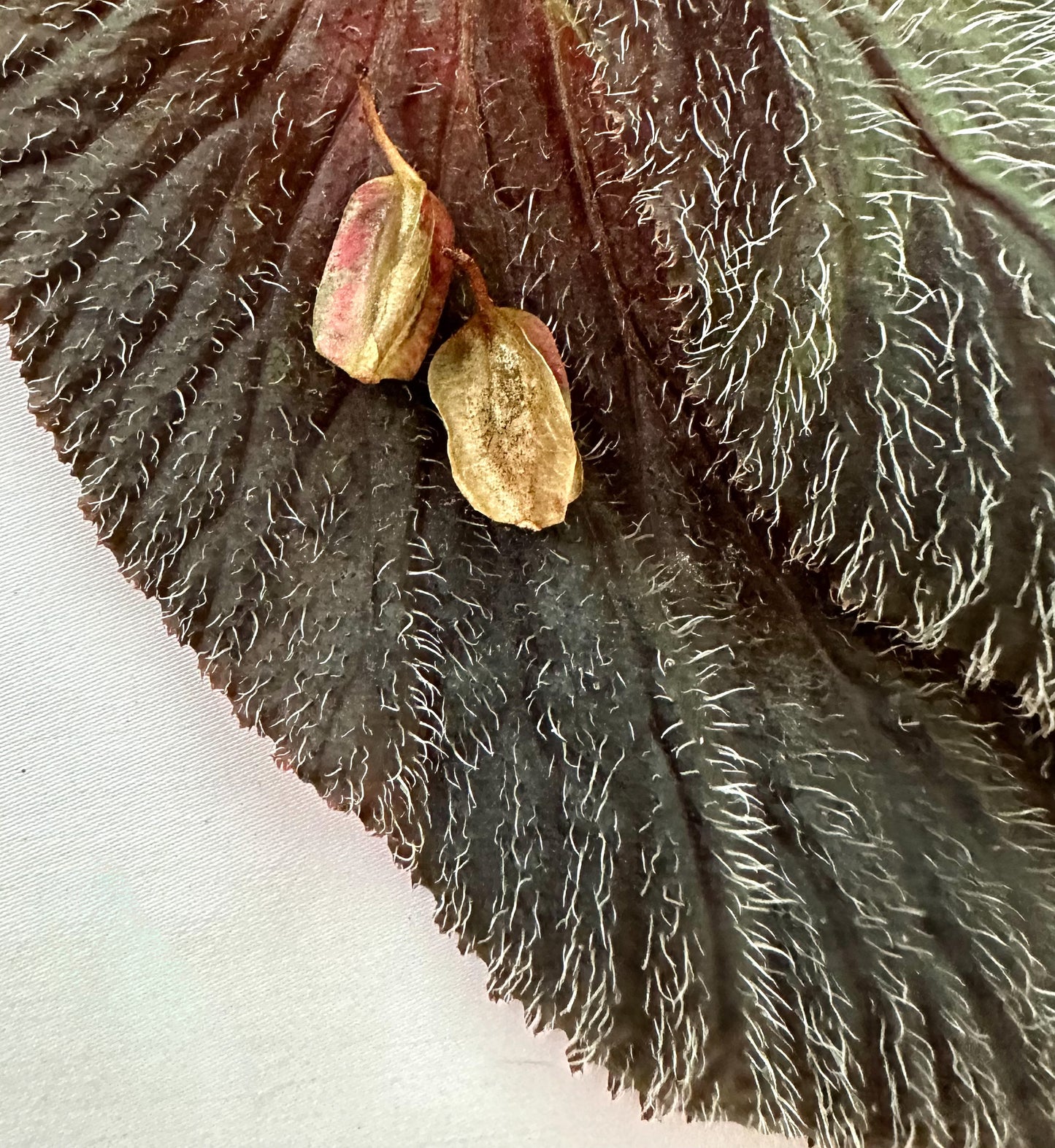 SEEDS Begonia lambii