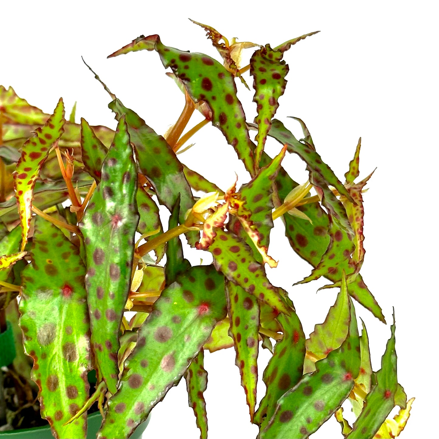 SEEDS Begonia amphioxus