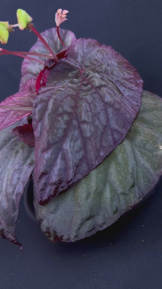 Begonia sp “Tuberous Blue” (spotless form)