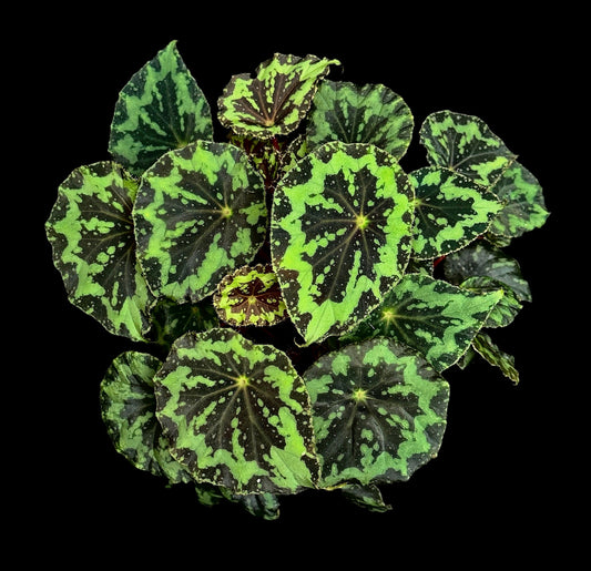Begonia rigidifolia