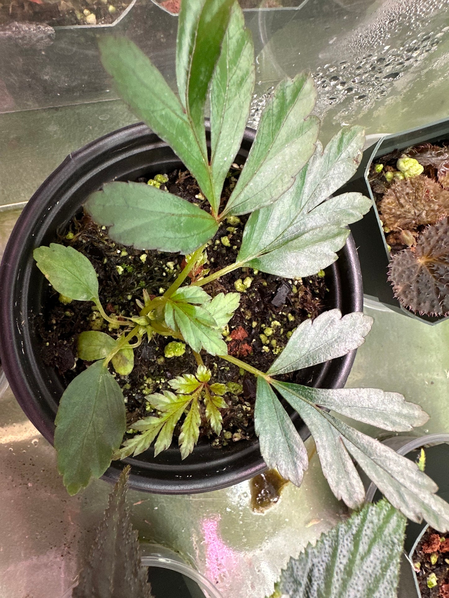 Begonia coptidifolia