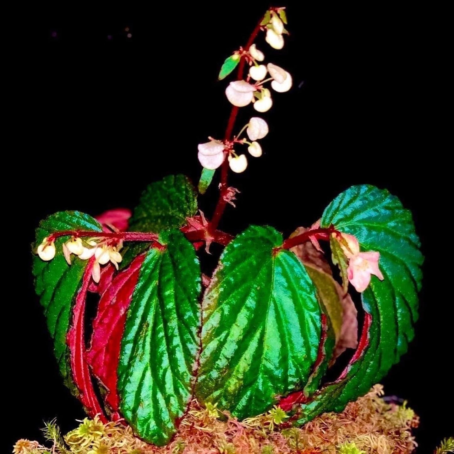 SEEDS Begonia metallicolor