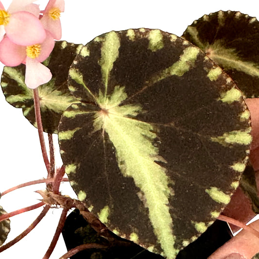 SEEDS Begonia cleopatrae